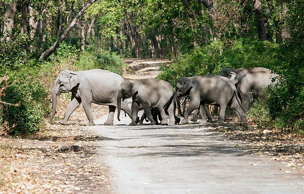 Elephant Corridors Between Parks: Why Movement Routes Matter