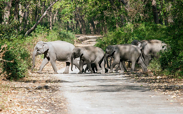 Elephant Corridors Between Parks: Why Movement Routes Matter