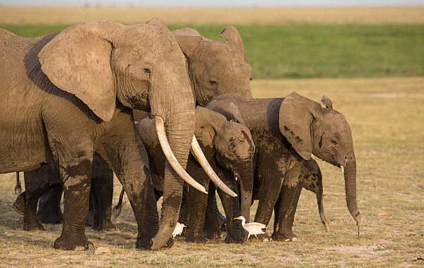 Elephant Matriarchs: How One Female Leads the Herd
