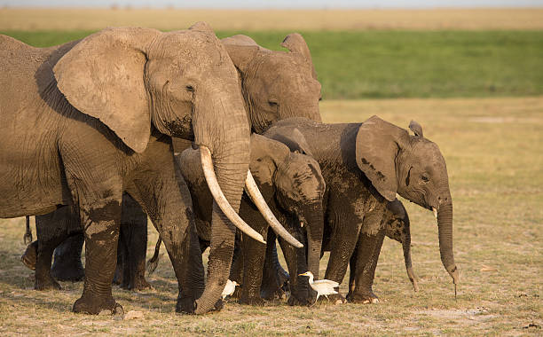 Elephant Matriarchs: How One Female Leads the Herd