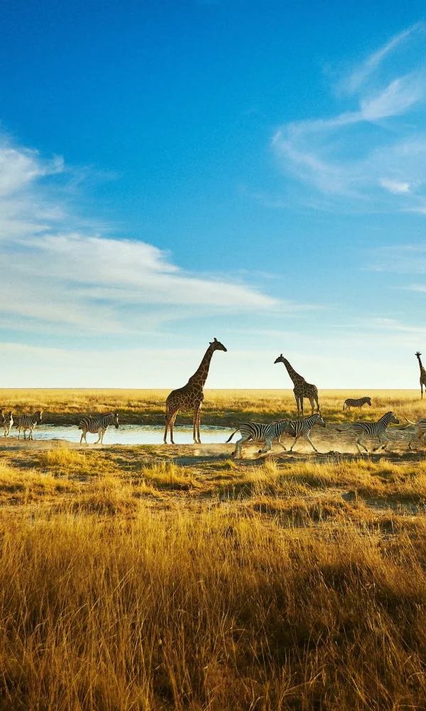 Ethical Wildlife Photography: Don't Bait, Crowd or Chase