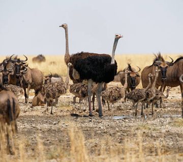 Etosha National Park: Waterhole Watching in Namibia