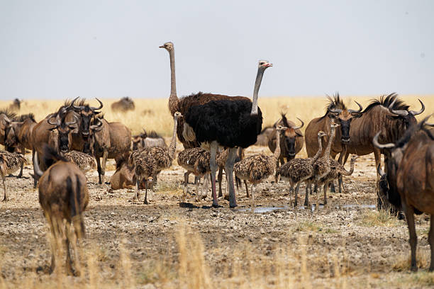 Etosha National Park: Waterhole Watching in Namibia