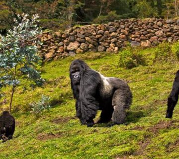 Face Masks and Coughs: Health Rules Around Wild Gorillas