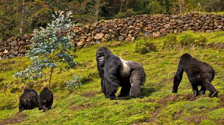 Face Masks and Coughs: Health Rules Around Wild Gorillas