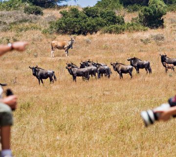Family Friendly Group Safaris in Tanzania 360x320
