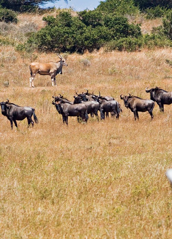 Family Friendly Group Safaris in Tanzania 600x831