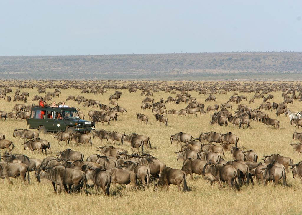 Family-Friendly Wildebeest Great Migration Safari Packages Creating Memorable Adventures for Families Together