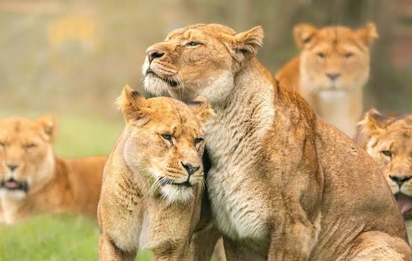 Five Safari Myths Guides Hear Every Week