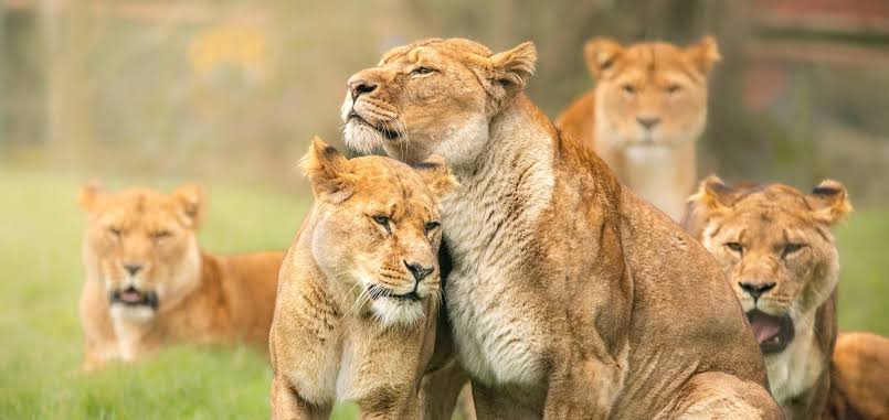Five Safari Myths Guides Hear Every Week