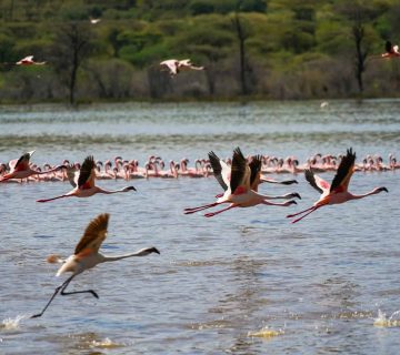 Flamingo Migration to Lake Bogoria2 360x320