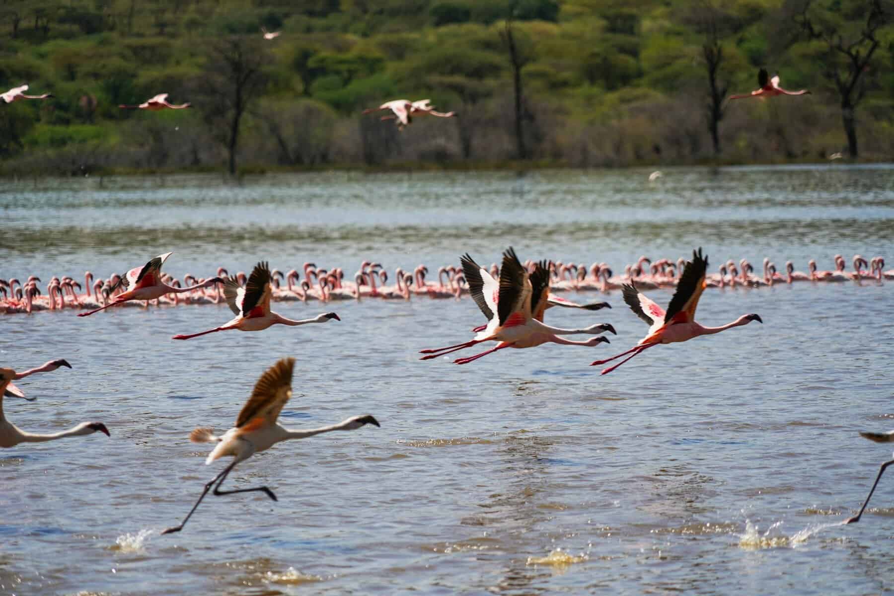 Flamingo Migration to Lake Bogoria2