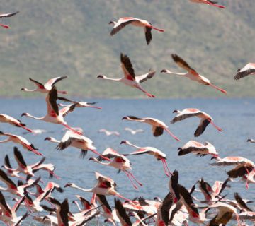 Flamingo Numbers at Lake Bogoria