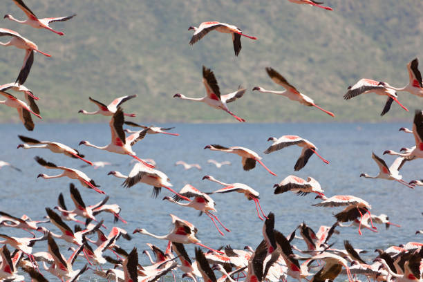 Flamingo Numbers at Lake Bogoria