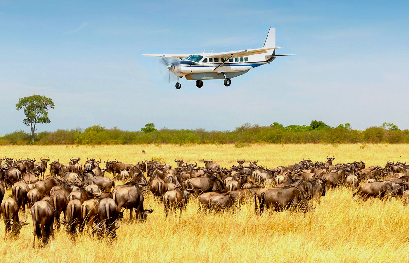 Flight to Northern Serengeti – Migration Safari3
