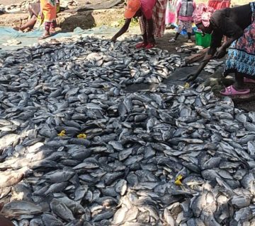 Fresh Fish Markets on Lake Tanganyika and Lake Victoria: Visiting at Dawn