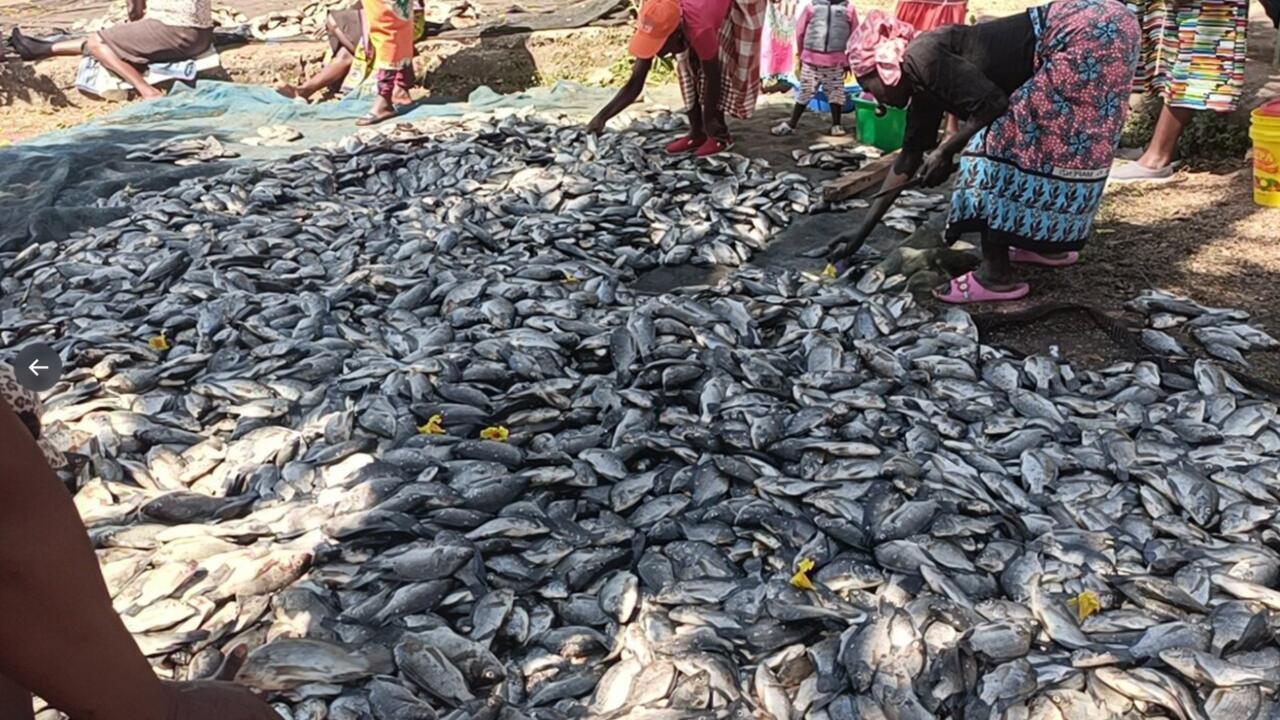 Fresh Fish Markets on Lake Tanganyika and Lake Victoria: Visiting at Dawn