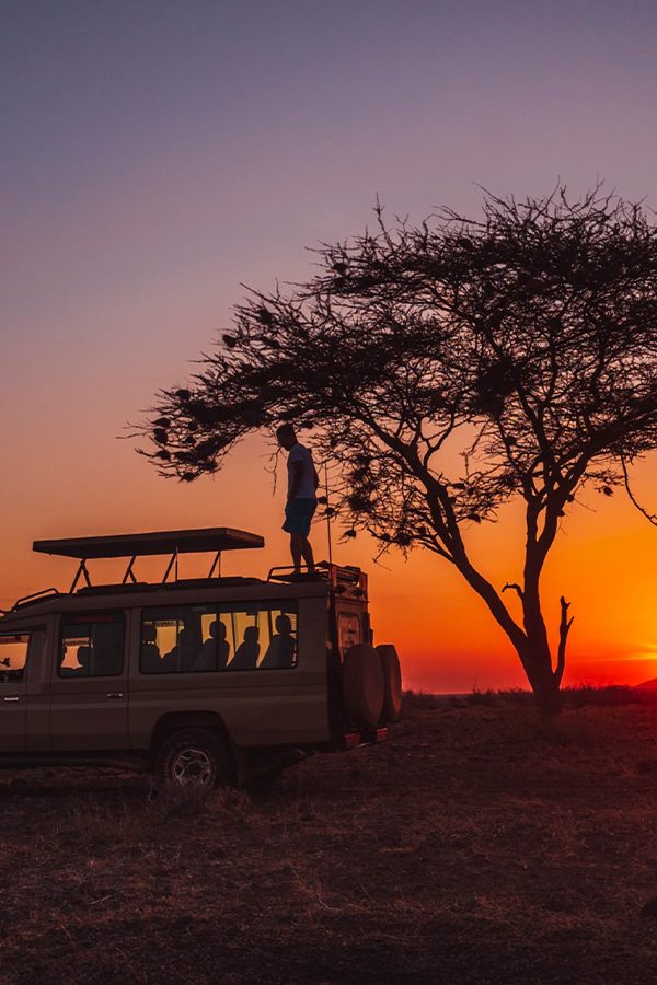 Game Drives 600x900