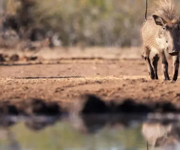 Giant Forest Hogs: The Biggest Wild Pig in Africa
