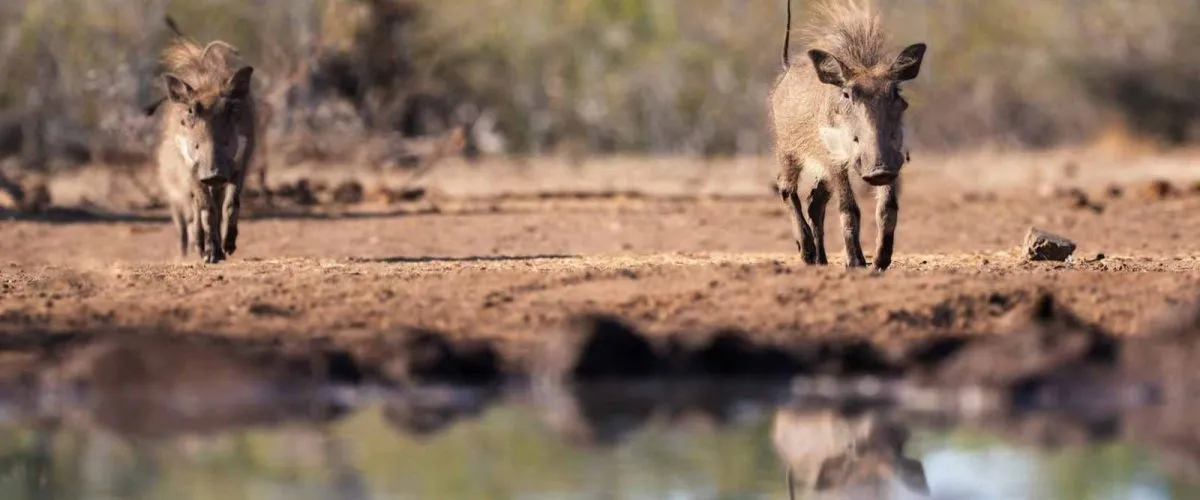 Giant Forest Hogs: The Biggest Wild Pig in Africa