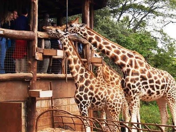 Giraffe Centre Nairobi: Meeting the Rothschild's Giraffes