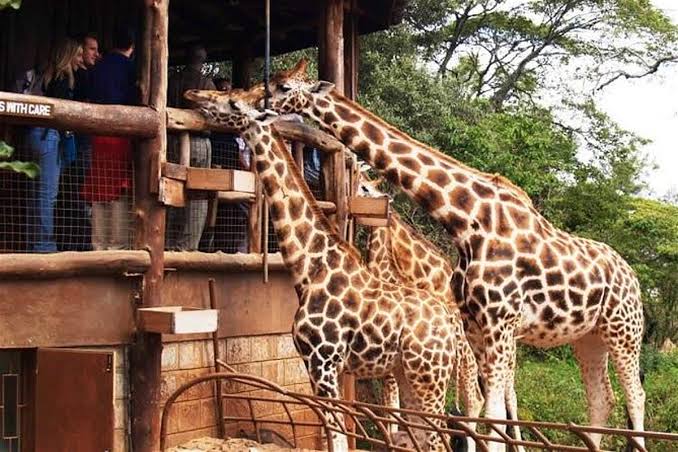 Giraffe Centre Nairobi: Meeting the Rothschild's Giraffes