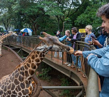 Giraffe Centre in Nairobi: Feeding Rothschild's Giraffes at Eye Level