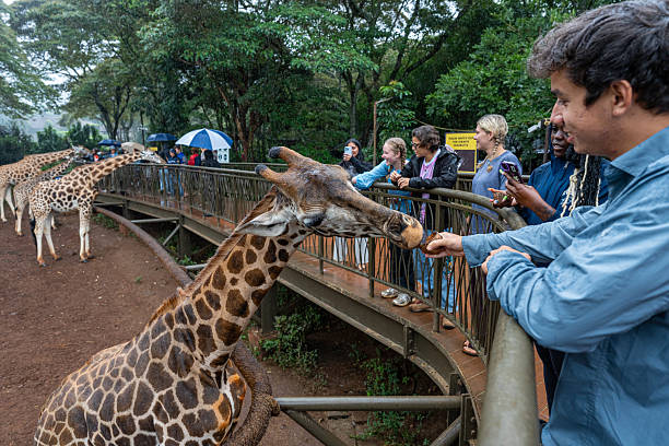 Giraffe Centre in Nairobi: Feeding Rothschild's Giraffes at Eye Level