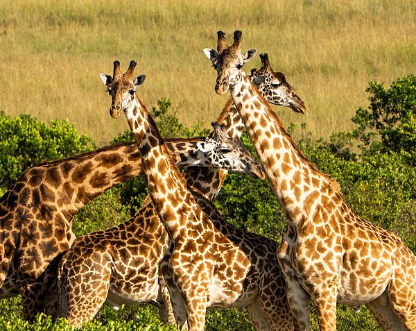 Giraffe Necking: The Fighting Behaviour Few Visitors See