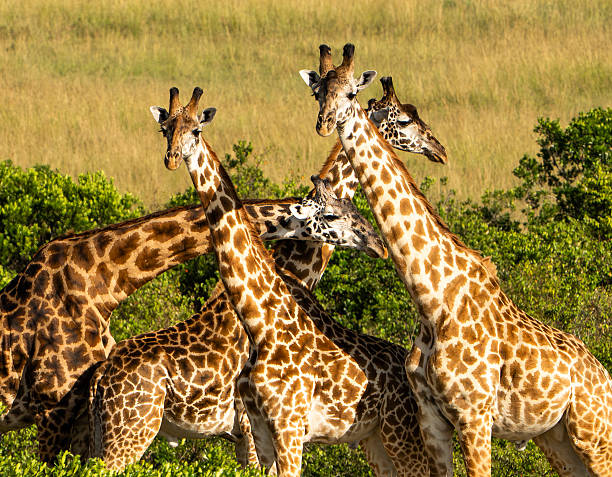 Giraffe Necking: The Fighting Behaviour Few Visitors See
