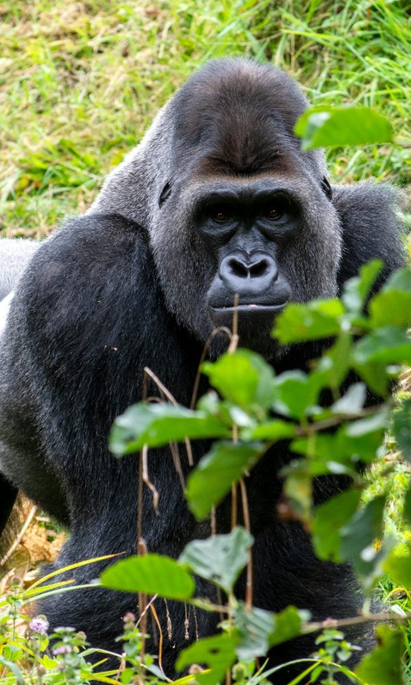 Gloves, Gaiters and Long Socks: Small Gear for Muddy Gorilla Hikes