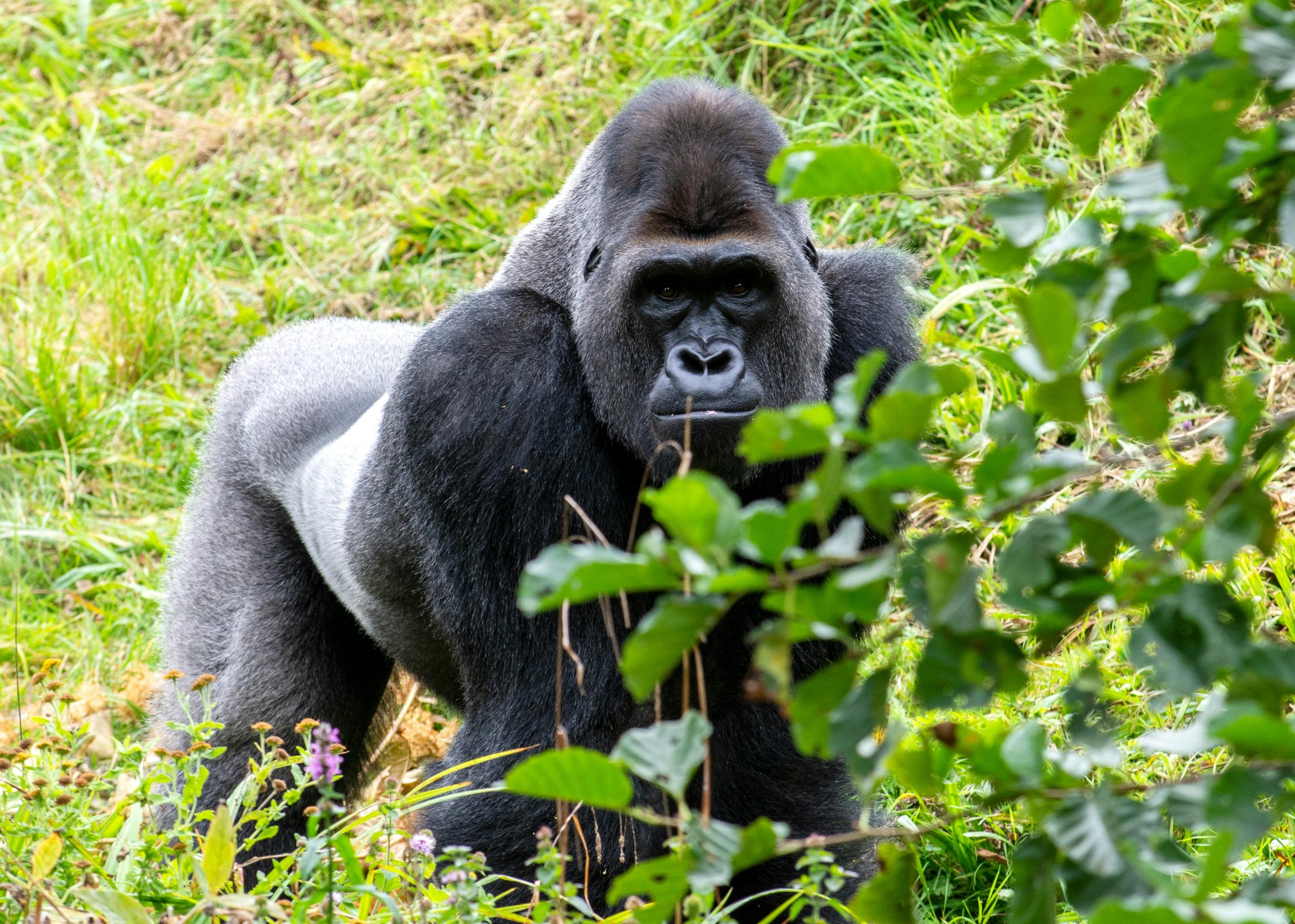 Gloves, Gaiters and Long Socks: Small Gear for Muddy Gorilla Hikes