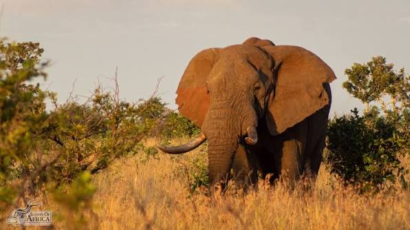 Golden Hour on Safari: Why Early Mornings Matter