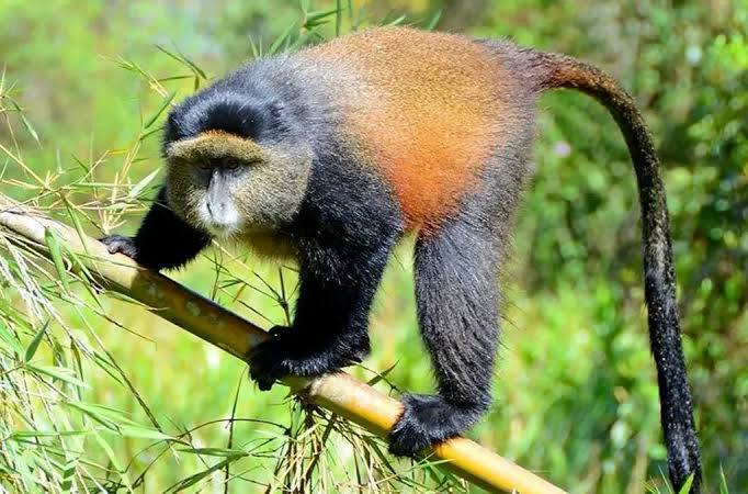 Golden Monkeys and Bamboo: Diet, Speed and Behaviour