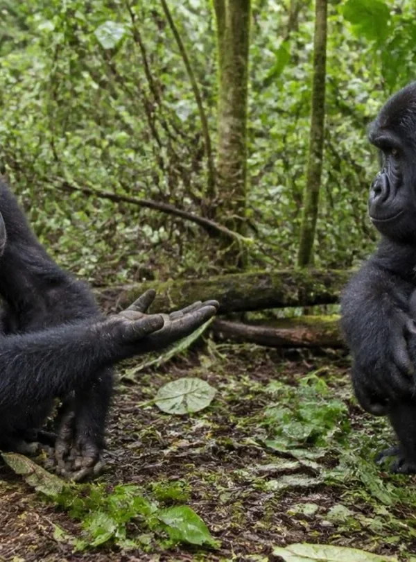 Gorilla Body Language