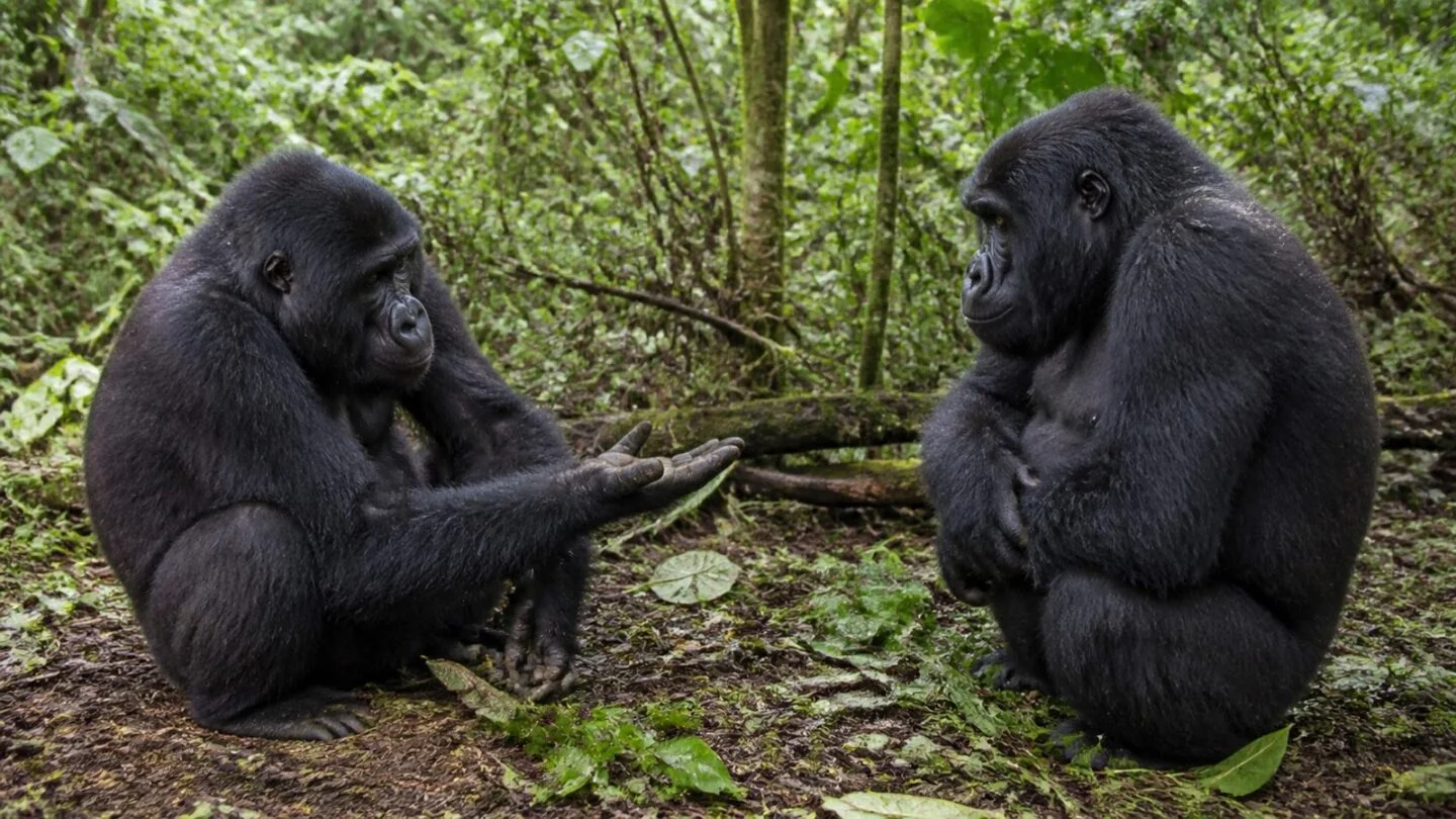 Gorilla Body Language