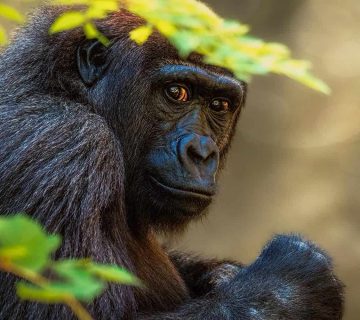Gorilla Safari Altitude Sickness 360x320
