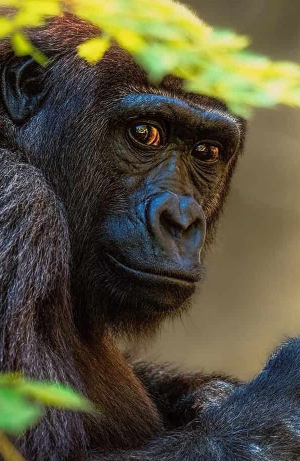 Gorilla Safari Altitude Sickness 600x920