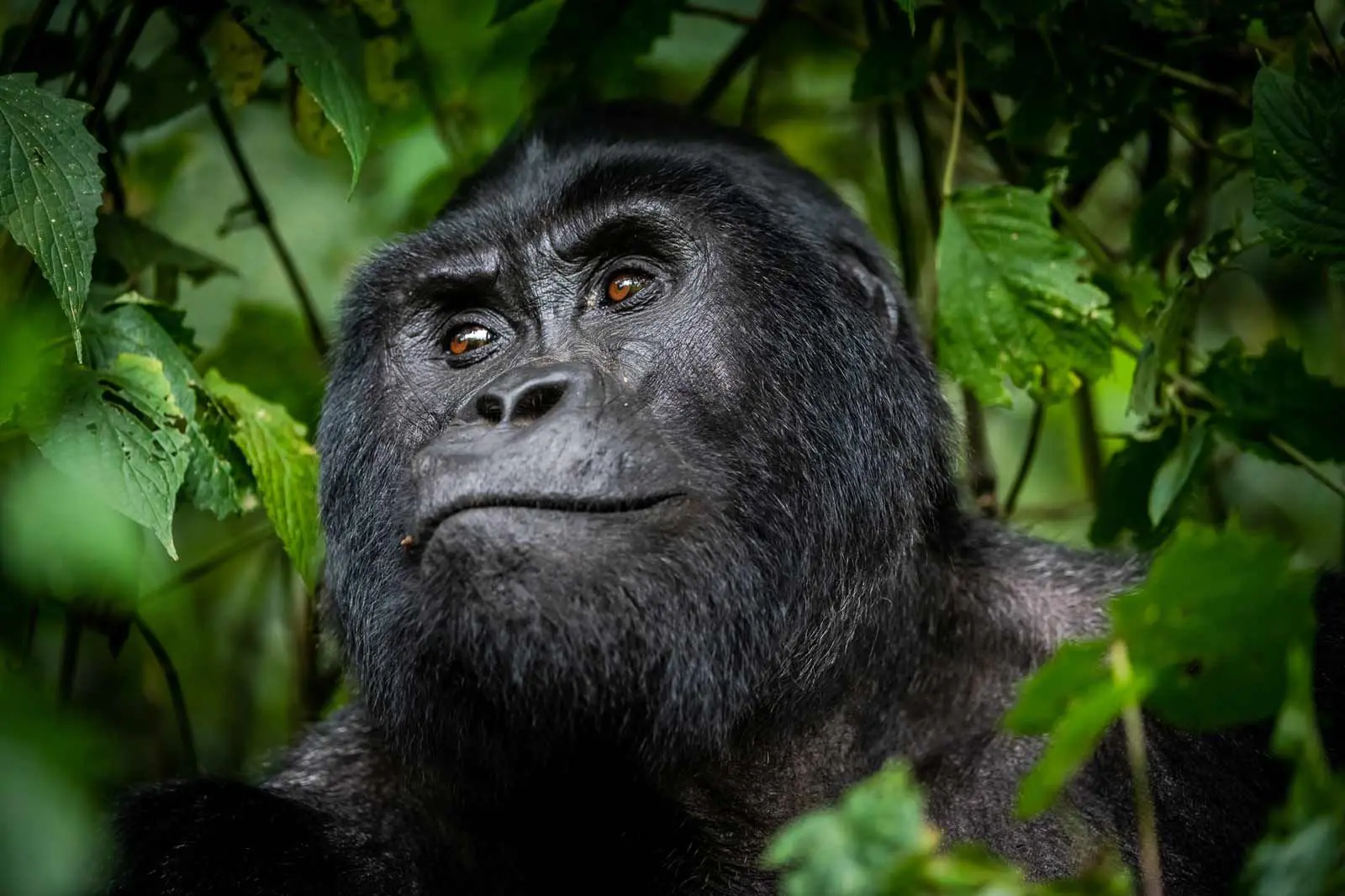 Gorilla Safari Malaria Prevention2