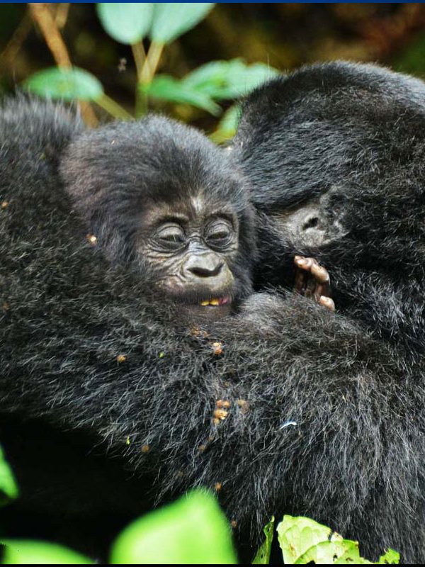 Gorilla Safari Photography Rules2 600x800