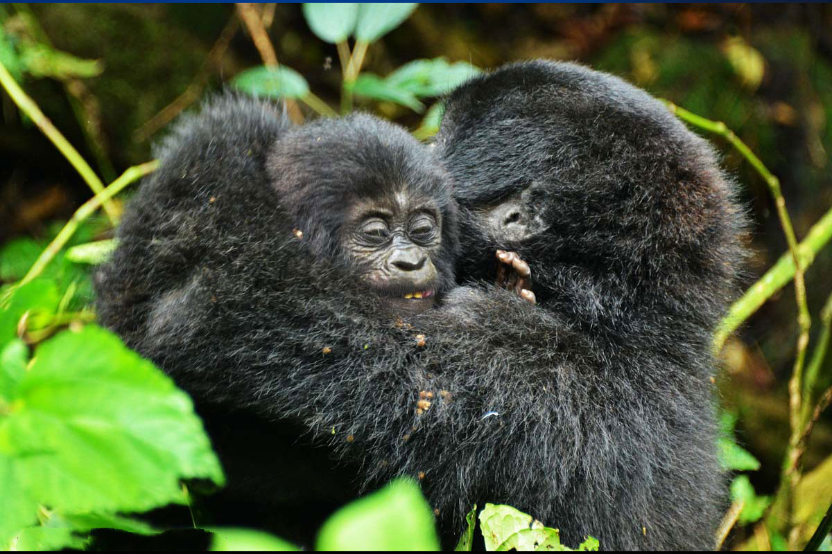 Gorilla Safari Photography Rules2