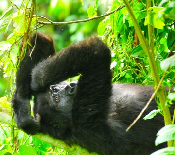 Gorilla Safari Travel Insurance 360x320