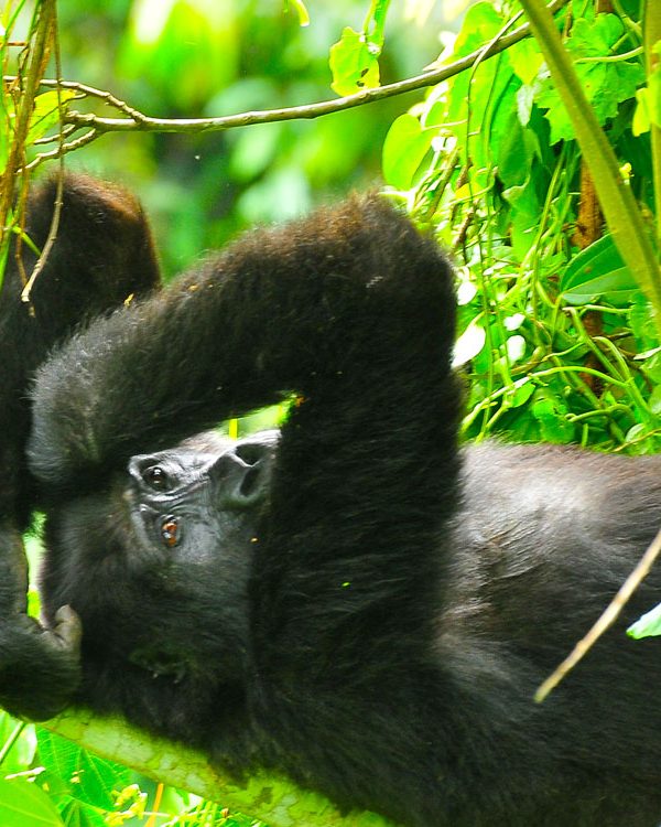 Gorilla Safari Travel Insurance 600x750