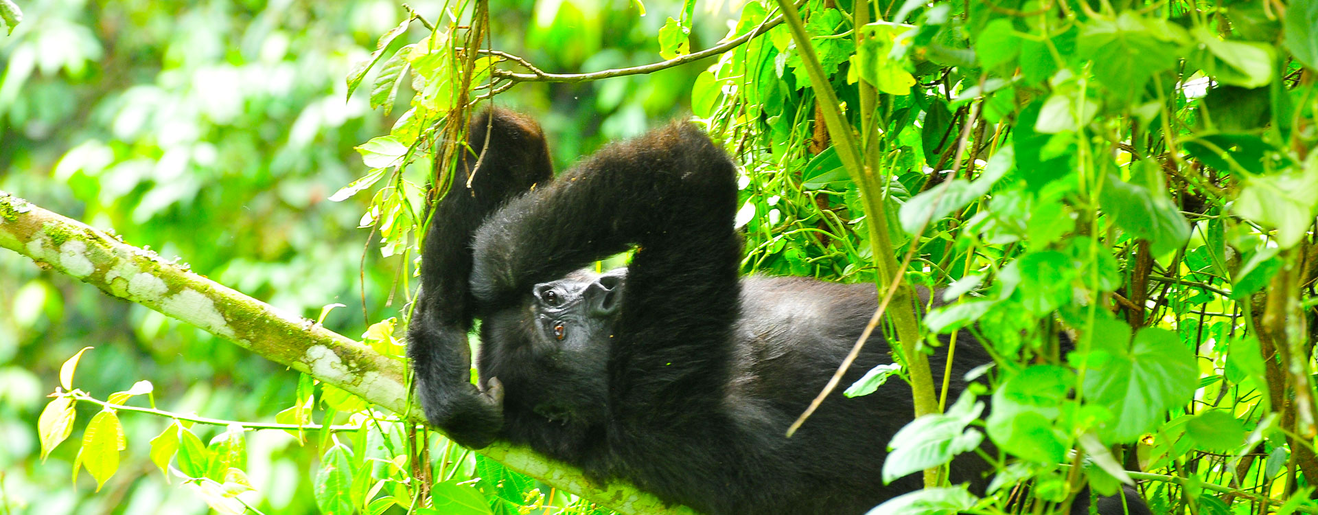 Gorilla Safari Travel Insurance