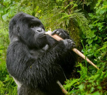 Gorilla Safaris from New Zealand 360x320