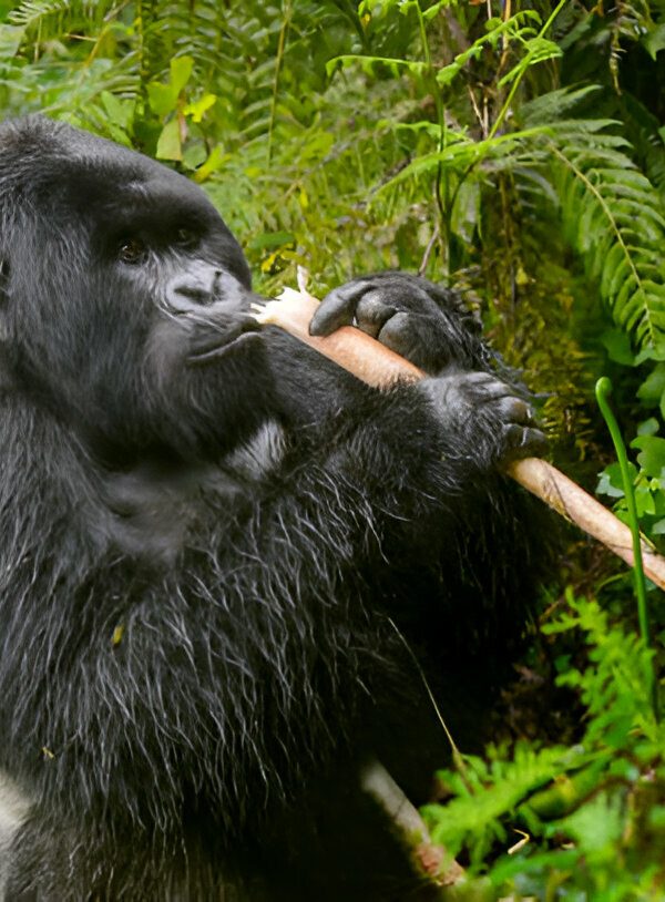 Gorilla Safaris from New Zealand 600x814