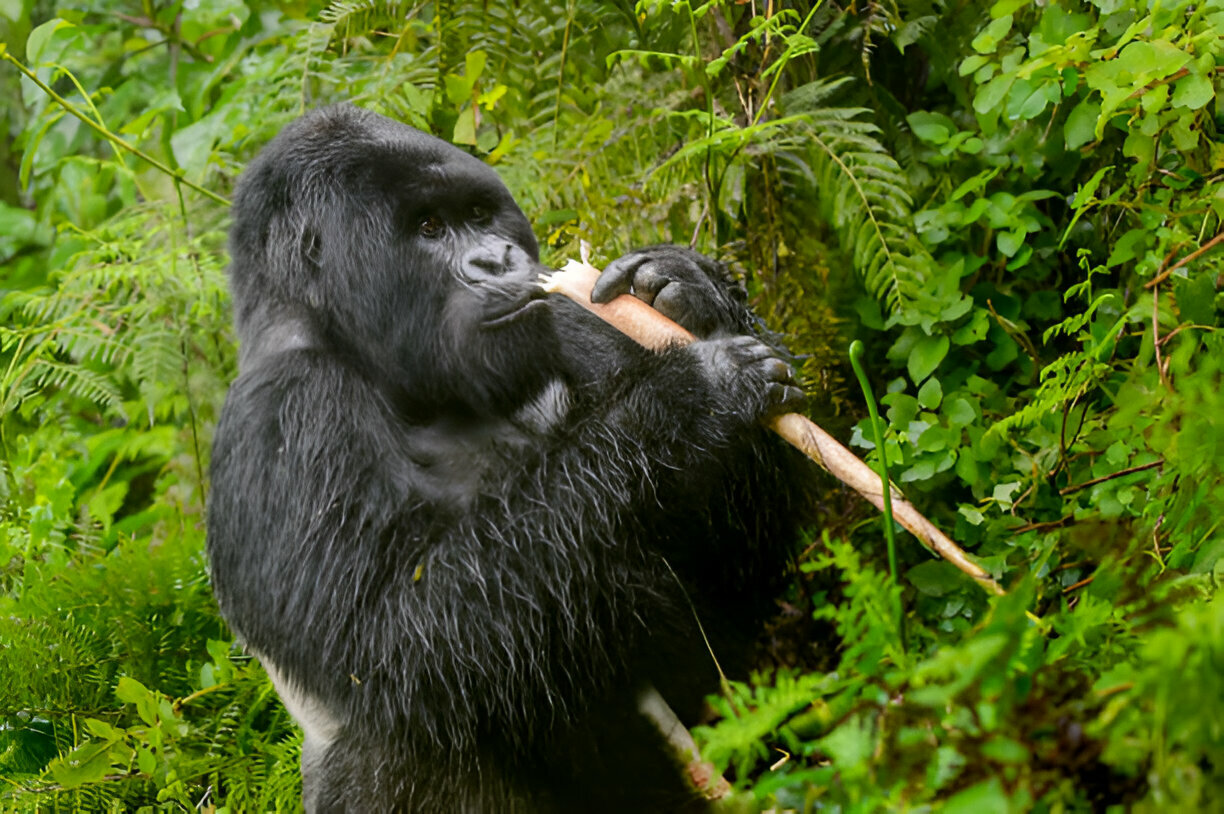 Gorilla Safaris from New Zealand