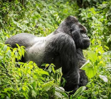 Gorilla Trekking With Asthma, Diabetes or a Bad Knee