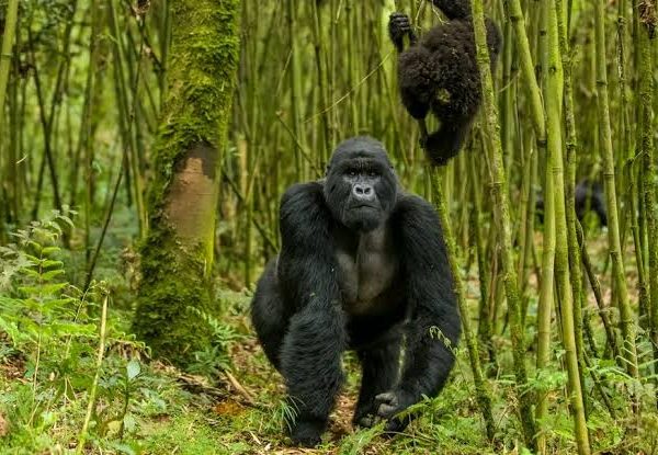 Gorilla Trekking After Surgery or Injury: When to Postpone