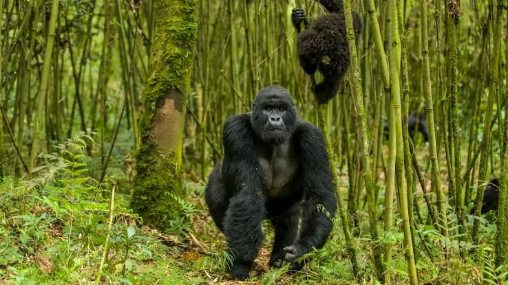 Gorilla Trekking After Surgery or Injury: When to Postpone